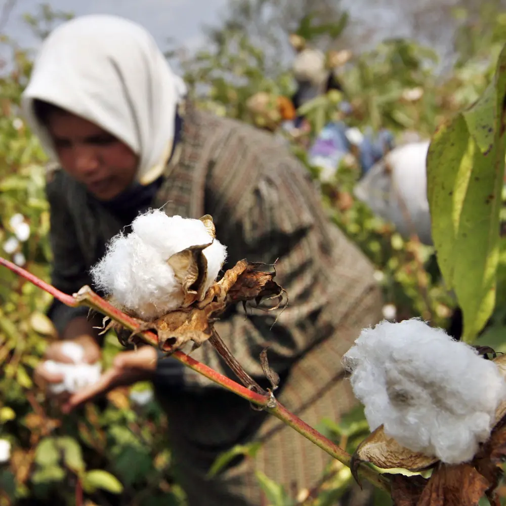 Long-Staple Egyptian Cotton