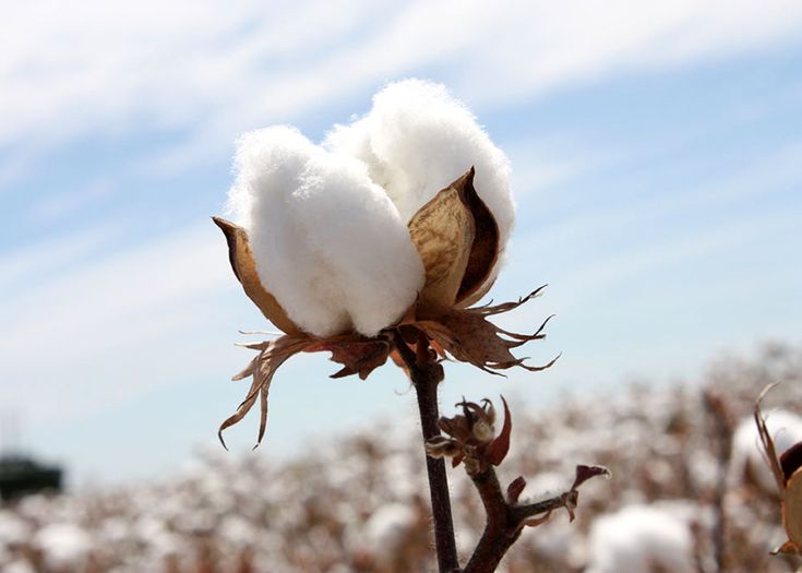 Long-Staple Egyptian Cotton